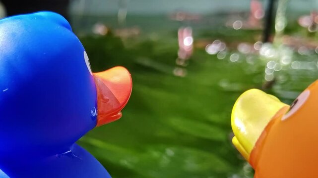 Zwei Gummienten am Gartenteich, Gummientenpaar &ndash; idyllische und romantische Teichszenerie f&uuml;r kreative Garten- und Naturprojekte, spielerische Deko, blaue Ente, gelbe Ente, Liebe, P&auml;rchen, Romantik
