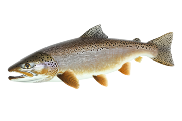 Speckled salmon on black scales gleaming golden fins spread eye fixed mouth ajar