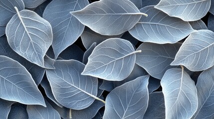 Obraz premium Delicate Frosted Leaves with Intricate Veins on a Dark Background