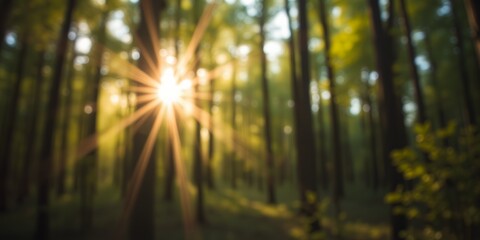 Sunlight streaming through the trees in a dense forest creating a bokeh effect and golden glow