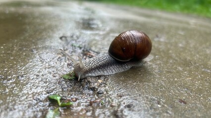 Snail on the path in the forest. After the rain.