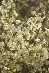 white cherry blossom