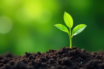 Isolated tree seedling, vibrant green foliage, botany, studio, foliage
