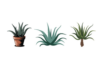 Fototapeta premium Aloe Vera Plant Vector Set Decorative Botanical Succulent Illustrations