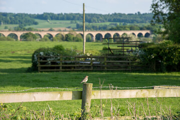Bird Perched on Fence with Crimple Valley Viaduct in the Background