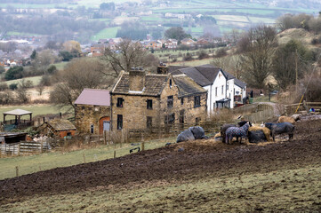 Traditional Farmhouse and Grazing Horses in Serene Countryside Landscape, West Yorkshire, England
