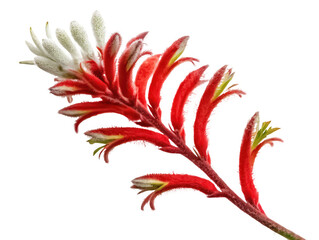 Fototapeta premium kangaroo paw png kangaroo paw flower png exotic flower png native plant png colorful flower png transparent background image