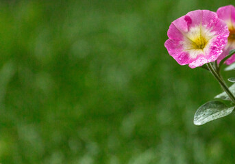 Close up beautiful pink flower in the rain against blurred green grass in the background