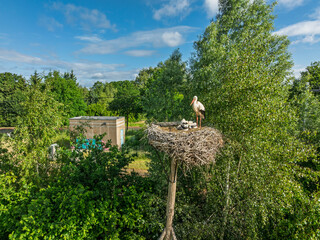 stork with chicks in nest