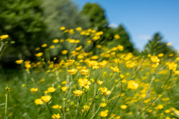 Obraz premium Field of yellow buttercups Summer meadow Bright yellow flowers in green field against a blue sky Sunny day Floral scenery meadow