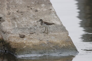 The Wood Sandpiper is a small, graceful wader with long legs and spotted plumage. Found in wetlands and marshes, it’s known for its soft calls and active foraging in shallow waters.