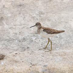 The Wood Sandpiper is a small, graceful wader with long legs and spotted plumage. Found in wetlands and marshes, it’s known for its soft calls and active foraging in shallow waters.