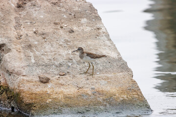 The Wood Sandpiper is a small, graceful wader with long legs and spotted plumage. Found in wetlands and marshes, it’s known for its soft calls and active foraging in shallow waters.