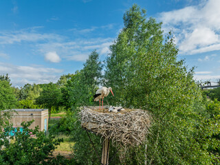 stork with chicks in nest