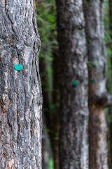 Bright green plastic tree tags on tree trunks in the park, vertical photo. The purpose of tree tags...