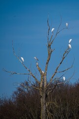 Birds, birds, birds and tree