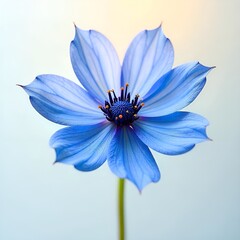 blue flower on white background