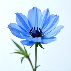 blue flower isolated on white