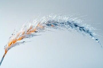 A delicate wheat stalk, partially encased in ice, shines with a spectrum of warm and cool hues.