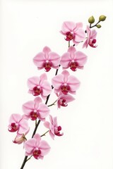 Obraz premium loose watercolor strokes depicting blooming orchids on thin stems, aligned diagonally from bottom left to top right. each petal shows intricate color gradation