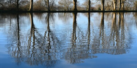 Obraz premium Trees reflected in calm water at a lake in the netherlands