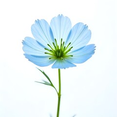 pink daisy on blue background