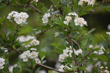 apple tree flowers