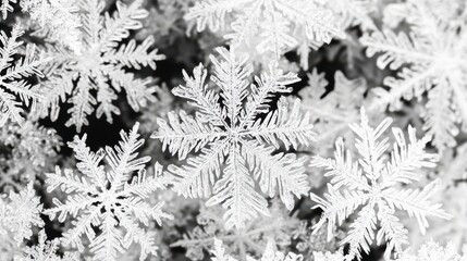Intricate Frost Patterns on Snowflakes Against a Dark Background