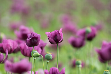 A beautiful field of purple poppy flowers