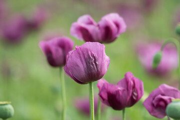 Obraz premium A beautiful field of purple poppy flowers