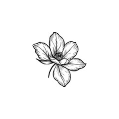 Obraz premium Elegant Line Art Magnolia Flower Sticker on White Background