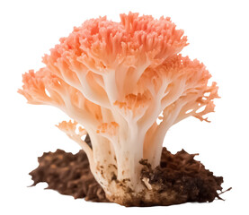 mushroom coral png coral png marine coral png ocean coral png transparent background image