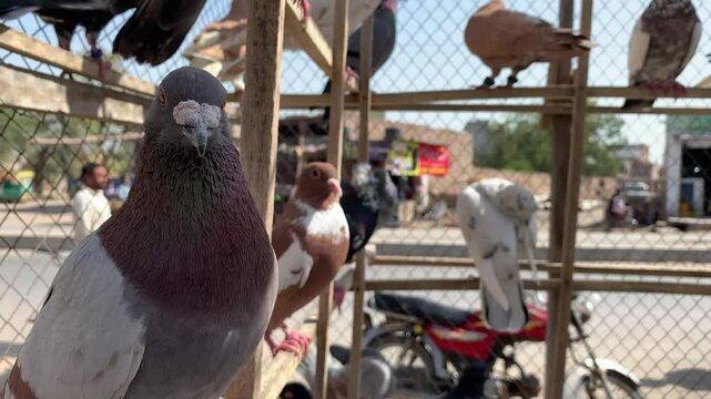 Portrait of a specific pigeon in a cage. Indian Fantail fancy breed Pigeon kept in a cage for sale in the shop. Portrait of a beautiful pigeon. Pigeon In Cage. Columbidae. Columba livia domestica.