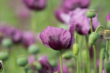 A beautiful field of purple poppy flowers