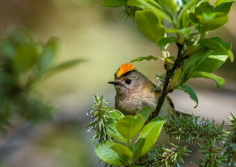 crested goldcrest bird sitting on tree branches in a spring park with its comb fluffed up