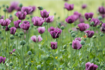 A beautiful field of purple poppy flowers