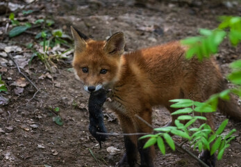 hunter animal adorable red fox cub in spring forest playing with caught mole