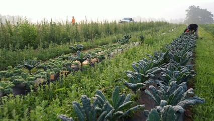 Aerial camera pushing in on farmers picking kale in a field on a farm in early morning haze.