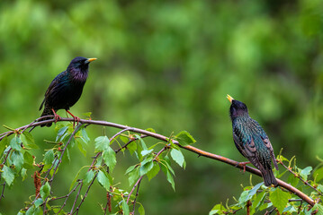 two starling birds sitting on a branch in a spring garden and singing to each other