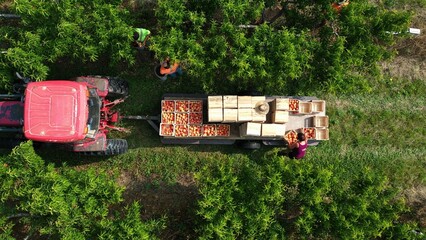 Closeup aerial view of tractor with trailer loaded in peach orchard as farmers pick fruit from the...