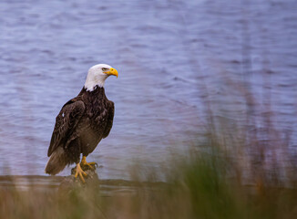 american bald eagle