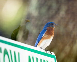 Eastern Blue Bird Mighty Like the Eagle