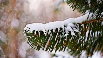 Evergreen branch covered with fresh snow and melting icicles during a winter snowfall with a blurred background creates peaceful atmosphere. - Powered by Adobe