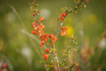 Close-up of a quince bush covered with vibrant orange blossoms nestled among tall wild grass, suggesting a spring or early summer bloom.