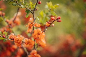 Vivid orange blossoms on a flowering quince bush with soft focus background, showcasing the plant's delicate petals and fresh green leaves.