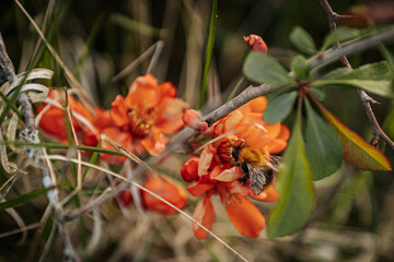 Vivid orange blossoms on a flowering quince bush with soft focus background, showcasing the plant's delicate petals and fresh green leaves.