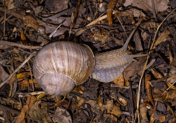 Close-up of Roman snail (Helix pomatia) crawling through dry leaves. Edible land snail known for its use in French cuisine as escargot. Perfect for culinary or nature concepts