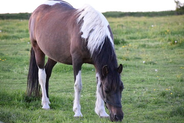 beautiful horse grazing on a green meadow. high quality photo