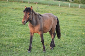 brown pony in the paddock