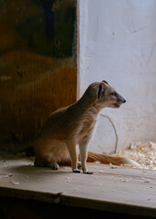 An African meerkat lives in an enclosure at the zoo. The animal sits on a wooden board.